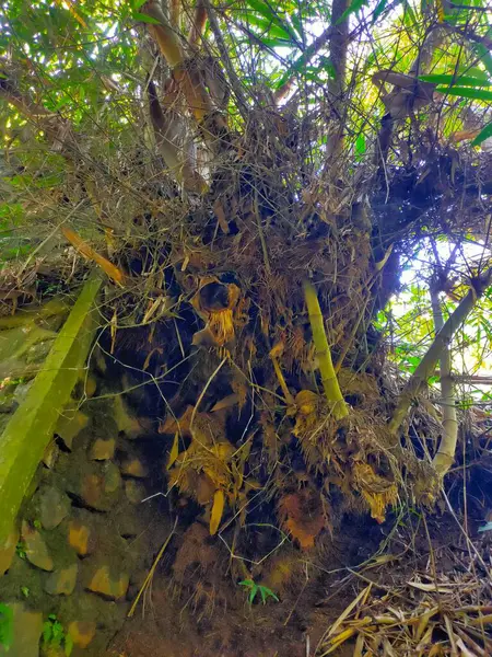 Büyük ihtimalle büyük bir bambu kümesinden kaynaklanan, ortaya çıkan karmaşık bir kök ve toprak karışıklığı, karmaşık yeraltı yaşamını ve doğal büyümesini gözler önüne seriyor.