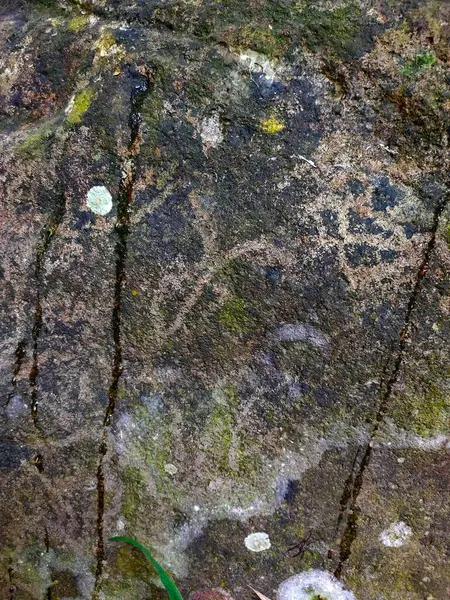 Yakın plan, yıpranmış bir taşın karmaşık, pürüzlü dokusunu ve doğal tabakasını gözler önüne seriyor, yosun ve liken ile süslenmiş, zaman içinde doğanın sanatını gözler önüne seriyor..