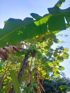 Bereketli bir muz ağacının yakın plan, düşük açılı görüntüsü tropiklerdeki açık mavi gökyüzünün altında taze, olgunlaşmamış muzlar taşıyor..