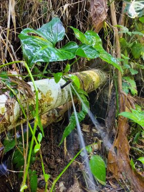 Yoğun, canlı yeşil bitkilerle çevrili, su atığını veya kırsal altyapıyı aydınlatan beyaz bir borudan temiz bir su akıntısı sızar..