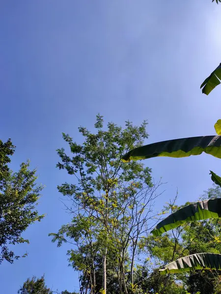 Açık, parlak mavi bir gökyüzü, parlak güneşin altında muz yaprağı da dahil olmak üzere çeşitli ağaçların yemyeşil gölgesine dingin bir zemin sağlar. 