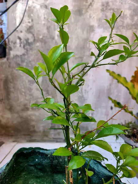 Parlak yeşil yapraklı sağlıklı bir narenciye fidanı, doğal ışıkta yakalanmış. Büyüme mevsiminin başlangıcını ve Endonezya 'nın tropikal bitki örtüsünü temsil eder..