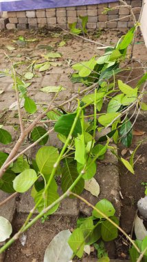 Canlı yeşil yaprakları olan birkaç ağaç dalı doğal ışık altında dokulu bir taş ya da beton yüzeye saçılmış.