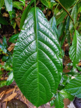 Belirgin bir merkezi damar ve ayrıntılı ikincil damarlar ile canlı, parlak yeşil bir yaprak, bulanık bir doğal arkaplan arasında keskin odak yakaladı.