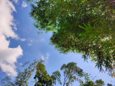 Canlı yeşil bir ağaç, yumuşak beyaz bulutlarla benekli berrak mavi bir gökyüzünü çerçeveler, ferahlatıcı ve huzurlu doğal bir manzara sunar..