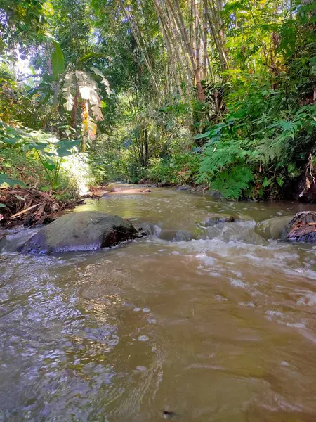 Güneş ışığı yemyeşil ağaçların arasından süzülür, sakin, ağaçlık bir alanda kayaların arasından yavaşça akan bir dereyi aydınlatır. 