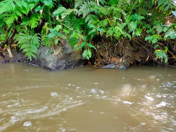 Çamurlu nehir suyu, canlı yeşil eğreltiotları ve diğer yemyeşil bitkilerle kaplı bir bankanın yanından akar.