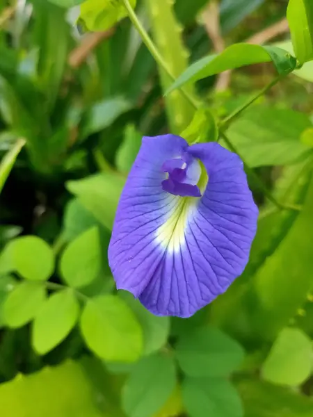 Canlı bir mavi kelebek bezelye çiçeğinin çarpıcı yakın çekimi, yemyeşil yaprakların arasında eşsiz biçimini ve hassas damarlarını sergiliyor..