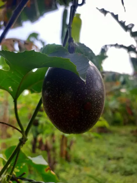 Büyüleyici bir tutku meyvesi görüntüsü, eşsiz dokusunu ve zengin rengini sergiliyor, hasat için hazır..