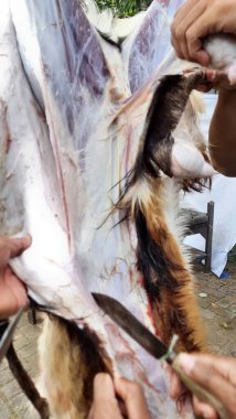 Keçinin derisini yüzmek için bıçak kullanan ellerin yakın plan görüntüsü, Endonezya 'da Kurban Bayramı sırasında Kureyş (kurban) sürecinde geleneksel bir adım