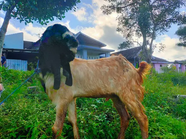 Yeşil Çayırda Görkemli Keçi: Kureyş Hazırlığı. Malang, Doğu Java, Kureyş için hazırlanmayı sembolize ediyor. 7 Haziran 2025