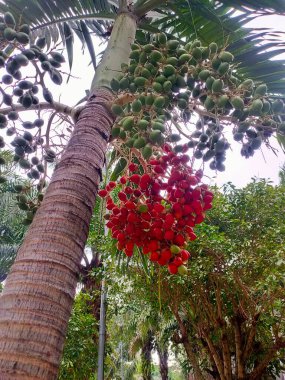 Olgun betel palmiye meyvelerinden oluşan canlı kırmızı kümeler, desenli gövdeye ve yeşil yeşile karşı dururlar. 