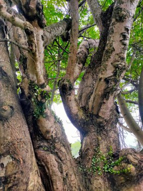 Organik Formlar: Gnarled Bark 'tan Lush Lanliage' a
