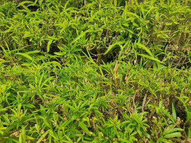 Organik Dokular: Bark 'tan Lush Groundcover' a