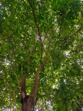 Yeşillik Ağaç Örtüsü Arasında Güneş Işığı Filtrelemesi