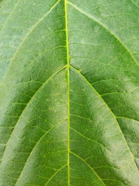  Yaprağın Planı: Doğanın Yeşil Tasarımı