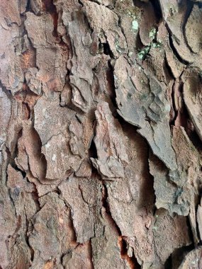 Kabuk Ayrıntıları: Topraksı Ağaç Yapısı