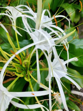 Dar yapraklarıyla bir yıldız patlamasını andıran beyaz bir Örümcek Zambağı çiçeğinin karmaşık detayları.