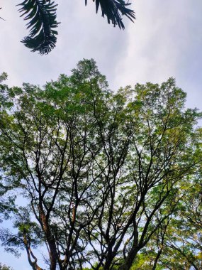 Kubbeden Gök: Tropikal Ağaçlar Yukarı Yükseliyor