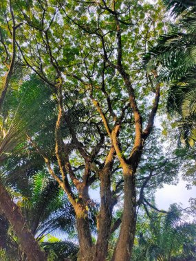 Tropikal Tepe: Yeşilliklere Yukarı Bakış