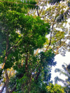  Titrek yeşil tropikal ağaçlardan oluşan gür, yoğun bir gölgeye bakarken, benekli güneş ışığı içinden süzülüyor.
