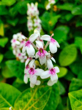 Her biri farklı yeşil ve sarı damarlı yaprakların zeminine kurulmuş, kendine özgü pembe bir merkezi olan küçük beyaz çiçek kümesi..