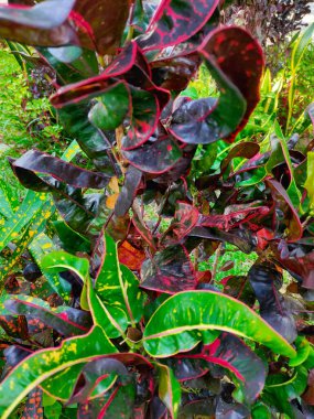 Canlı Croton bitkisinin yakın çekimlerinde büyüleyici bir yeşil, sarı, kırmızı ve koyu renk karışımı görülür. 