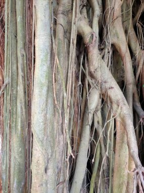 Bir banyan ağacının anten köklerinden dökülen karmaşık ve dokulu ağın yakın plan görüntüsü. 