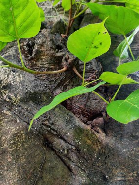  Bir banyan ağacının dayanıklı gövdesine yakın çekim, birbirine dolanmış havadan kökler ve kesilen odunların görünür bir kesiti, doğanın dayanıklılığını gösteriyor. 