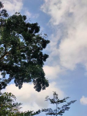 Tüylü beyaz bulutlarla benekli parlak mavi bir gökyüzüne uzanan yemyeşil ağaç tepelerine bakıyorum. 