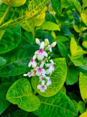 Büyüleyici pembe ve mor benekli merkezi olan narin beyaz çiçeğe yakın plan, yemyeşil ve sarı-yeşil yapraklardan ortaya çıkar..