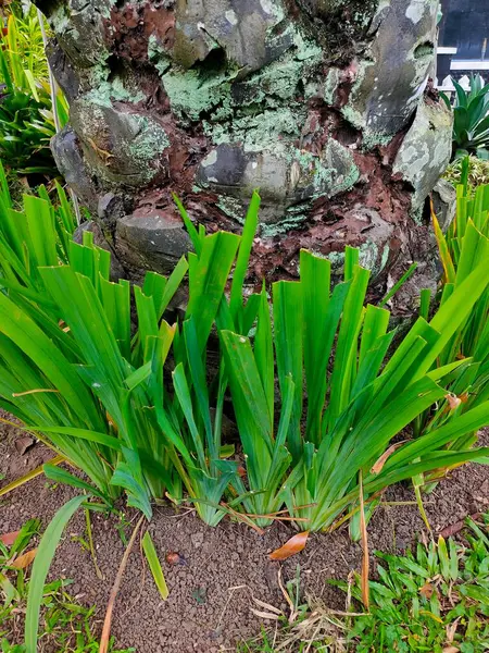 Dikey Bahçe: Tropik ağaç kabuğuna yapışan eğreltiotları
