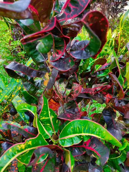  Canlı Croton bitkisinin yakın çekimlerinde büyüleyici bir yeşil, sarı, kırmızı ve koyu renk karışımı görülür. 