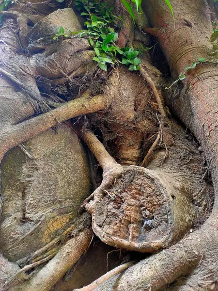 Banyan 's Heartwood: Köklü Yaşam Gücü