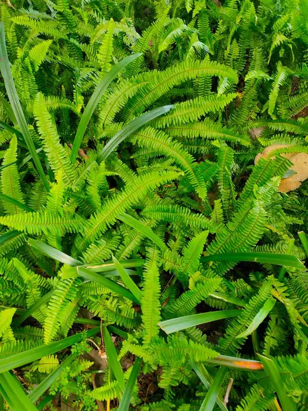 Canlı yeşil eğreltiotu yapraklarından oluşan yoğun bir halı zeminde zengin, doğal bir doku oluşturuyor.