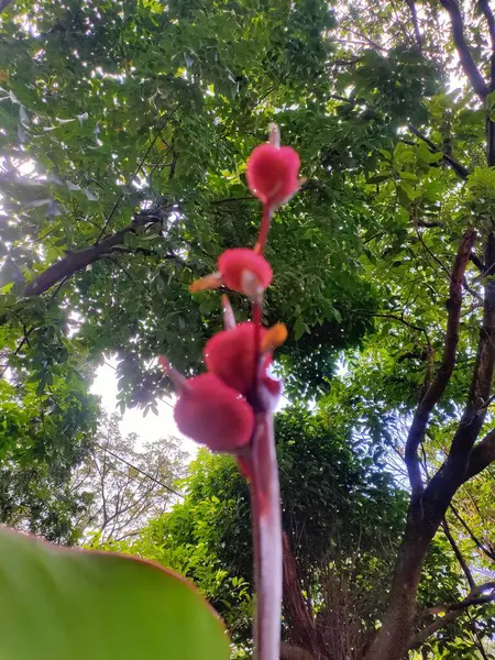 Tropik Kırmızı Çiviler: Doğanın Havai fişekleri