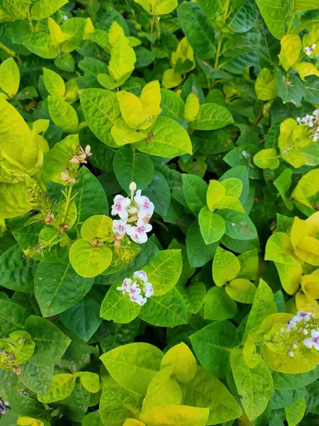 Canlı yeşil ve sarı yaprakların arasına yerleştirilmiş pembe merkezli küçük beyaz çiçekler serpiliyor.