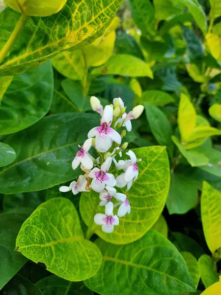 Büyüleyici pembe ve mor benekli merkezi olan narin beyaz çiçeğe yakın plan, yemyeşil ve sarı-yeşil yapraklardan ortaya çıkar..