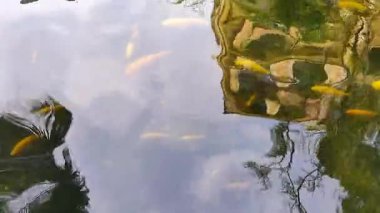 Yumuşak dalgalar mimarinin ve gökyüzünün yansımalarını bozar. Altın koi balıklarının huzur içinde yüzdüğü göl yüzeyinde.