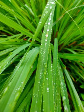 Uzamış yeşil çimen ya da limon yaprağı sayısız su damlacıklarıyla parıldar, etrafa saçılmış mücevherleri andırır, yağmur sonrası sahnenin ferahlatıcı güzelliğini yakalar.