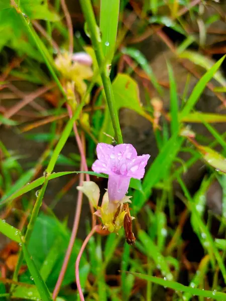 Narin Dewdrop Çiçeği: Pembe Yapraklar