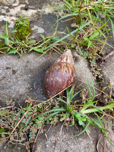 Salyangozun Yolu: Taşta Yavaş Yaşam