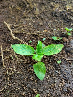 Küçük, canlı bir yeşil tohum, yeni başlangıçları, büyümeyi ve yaşam vaadini sembolize eden karanlık toprakları itiyor. Doğa ve umut temaları için ideal..