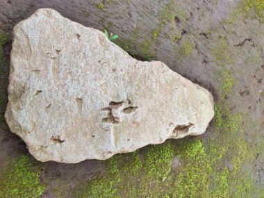 Yıpranmış, açık renkli, yeşil yosunlardan oluşan zengin bir yatağın üzerinde doğal delikler ve yarıklar bulunan bir taş. Yaşlanmış doğa, çürüme ve organik dokular için mükemmel..