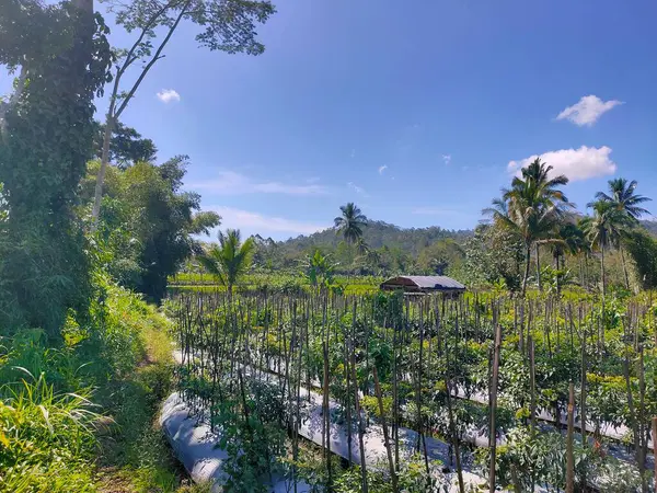 Açık ve bulutlu bir gökyüzü altında tropikal ağaçlar ve uzak tepeler altında gelişen yeşil bitkiler pikselimsi kırsal bir manzara yaratıyor..