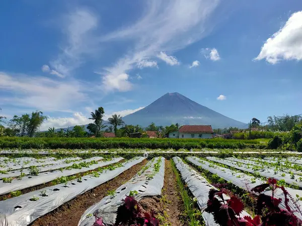 Beyaz plastik malçların altındaki sıra sıra genç ekinler gözü bulutlu mavi gökyüzünün altındaki görkemli bir dağa yönlendiriyor. Tarımla doğanın manzaralı bir karışımı..