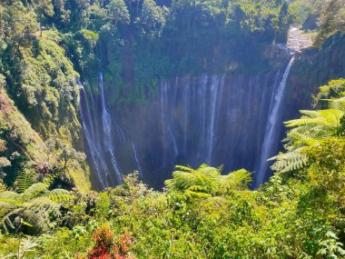 Canlı yeşil yaprakların ve küçük bitkilerin yakın çekimi, kırsal ve karanlık bir kaya yüzeyine karşı gelişiyor. Doğal esneklik ve organik doku üzerine detaylı bir çalışma..