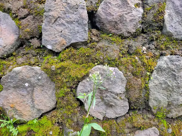 Canlı bir yosun ve taş duvardan çıkan hassas bir bitkinin yakın çekimi doğanın devamlılığını sembolize ediyor. Büyüme, dayanıklılık ve kırsal doğal güzellik temaları için mükemmel..
