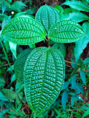 Canlı, yemyeşil yapraklardan oluşan bir yakın çekim ayrıntılı bir damar ağı sergiliyor. Karmaşık desenler ve zengin renkler tropikal bitki yaşamının güzelliğini ve karmaşıklığını vurgular.
