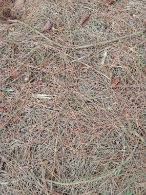 Kalın bir tabaka kuru çam iğnesi ve birkaç kozalakla kaplı bir orman zemininin detaylı bir yakın çekimi. Doğal, toprak dokusu ve kahverengi tonlar doğa, sonbahar veya çevresel temalar için mükemmel bir arka plan oluşturur.